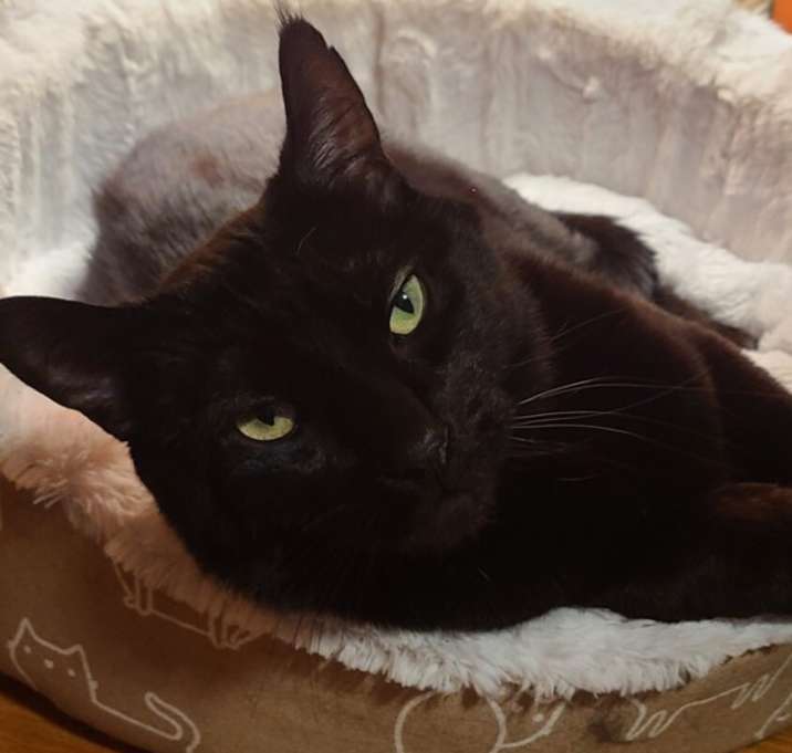 Photo of Bagheera