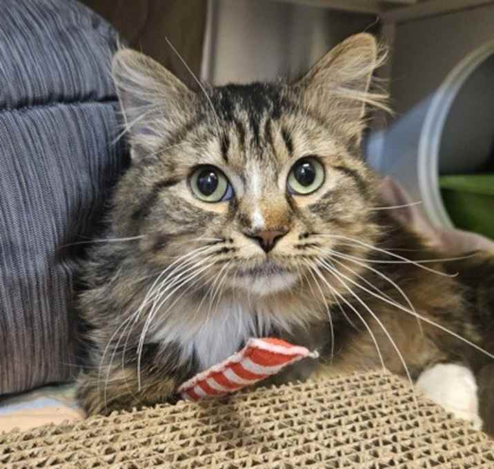 Photo of Fluffy