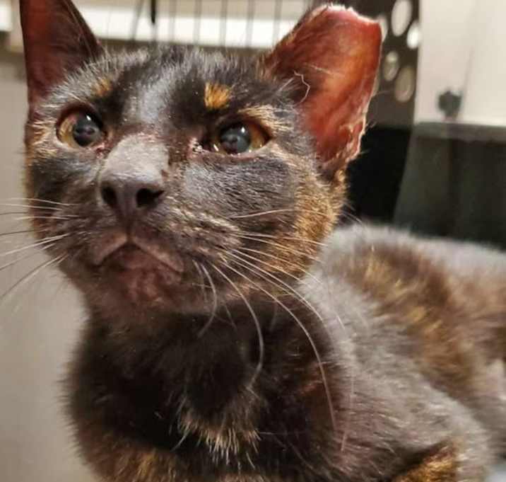 Photo of Twixie