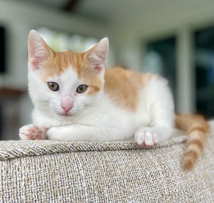 Photo of Pumpkin