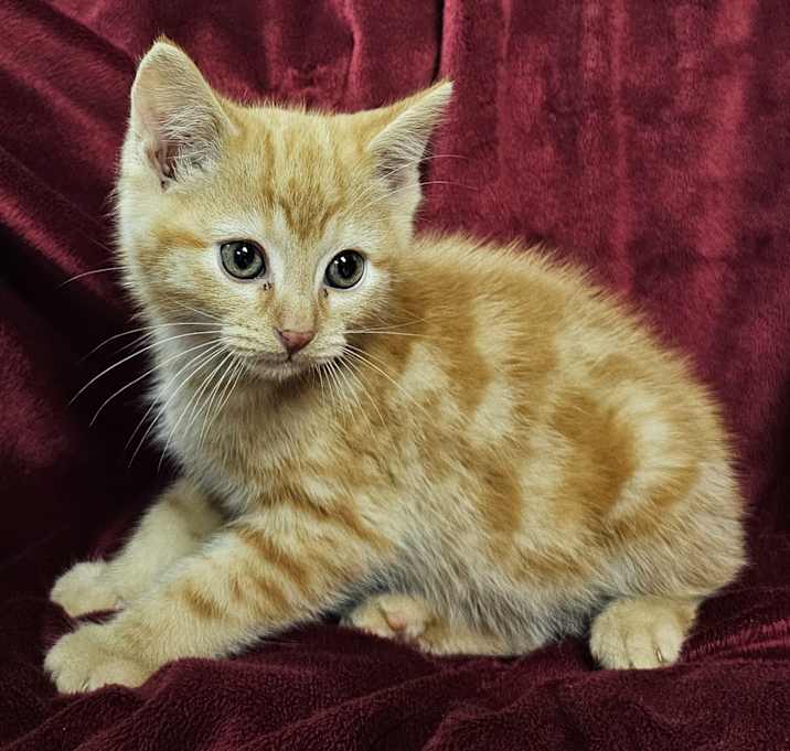 Photo of Viktor