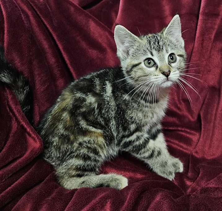 Photo of Vi