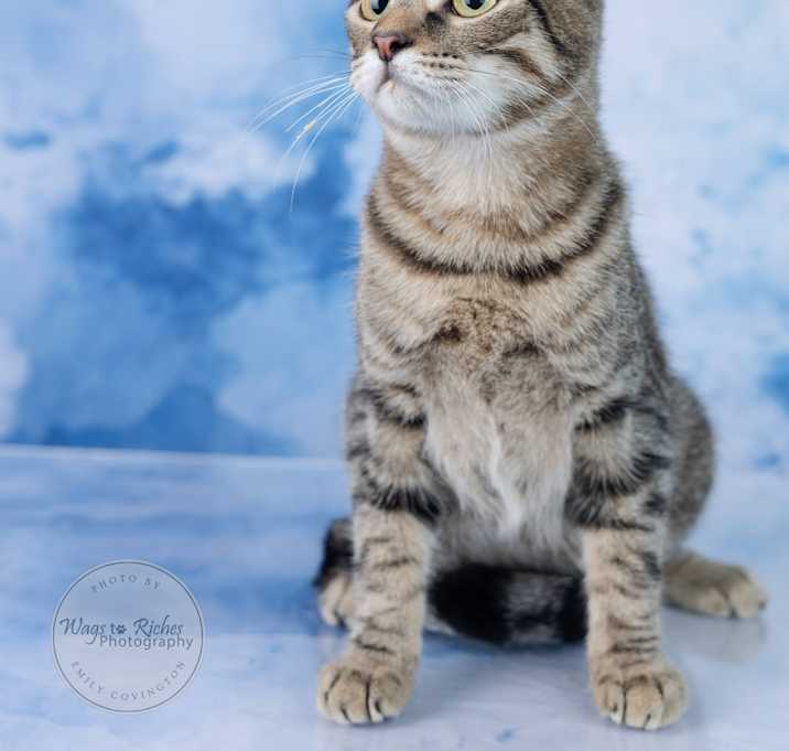 Photo of Sable