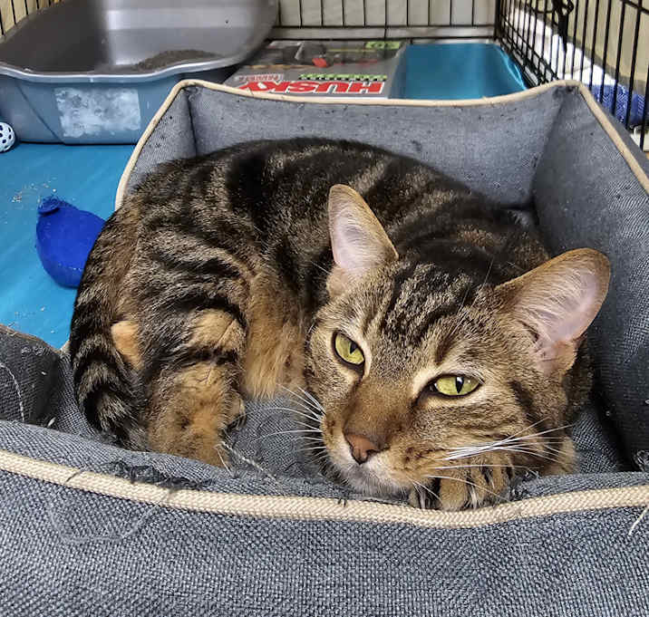 Photo of Fancy