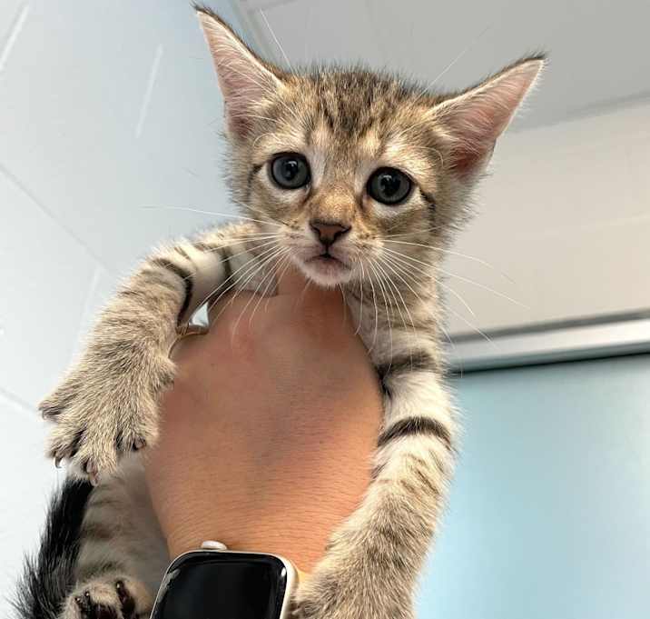 Photo of Taupe Trap