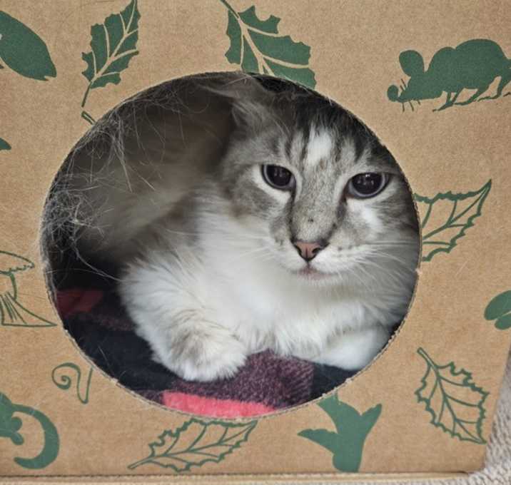 Photo of Silas (mcas)