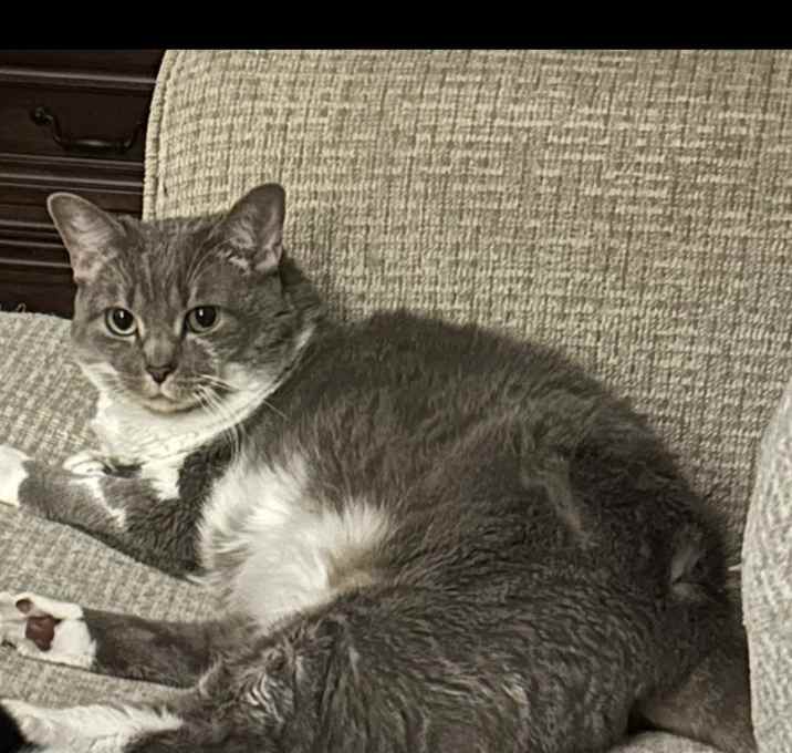 Photo of Nugget