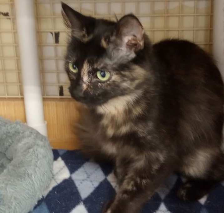 Photo of Stella
