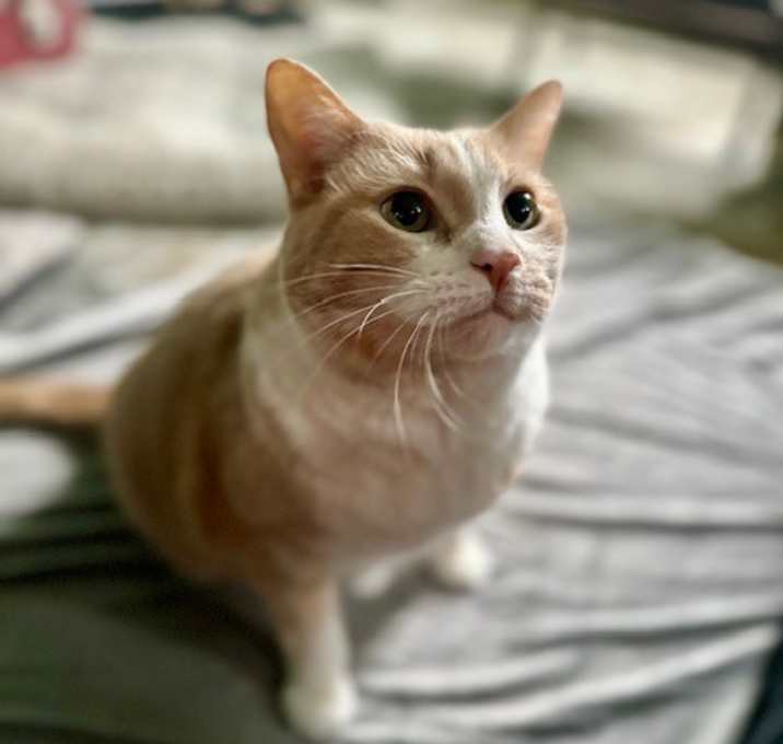 Photo of Peaches