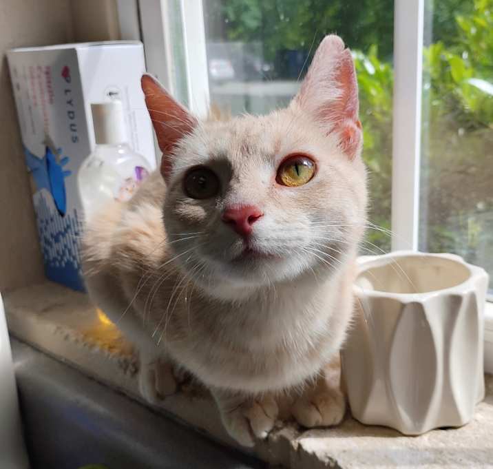Photo of Nala (mom)