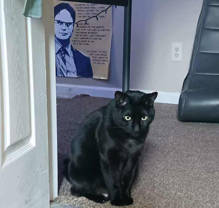Photo of Neko
