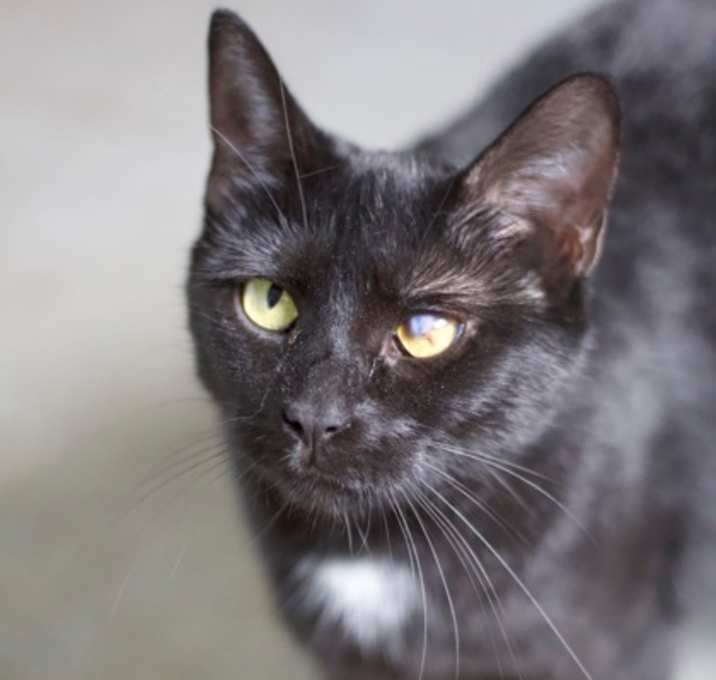 Photo of Lyra