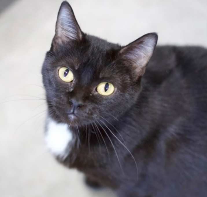 Photo of Wren