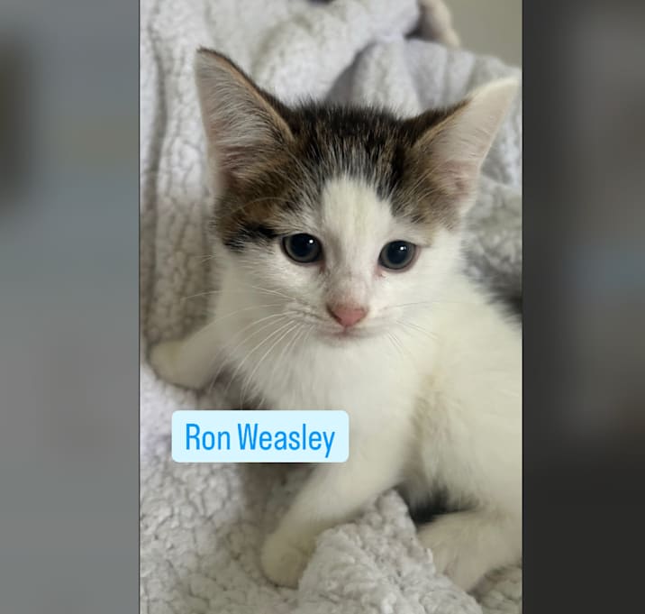 Photo of Ron Weasley
