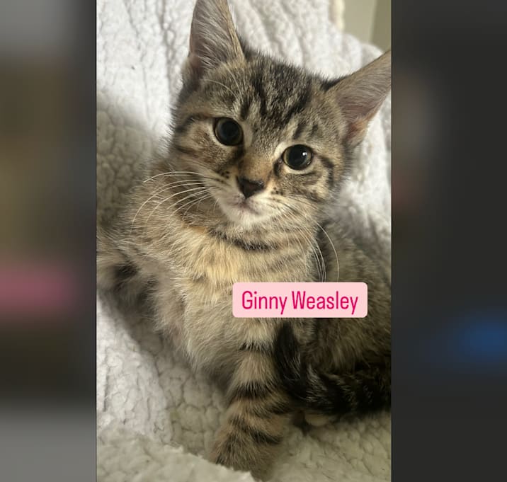 Photo of Ginny Weasley
