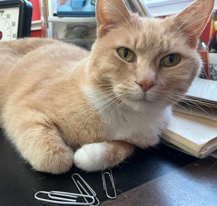 Photo of Sansa