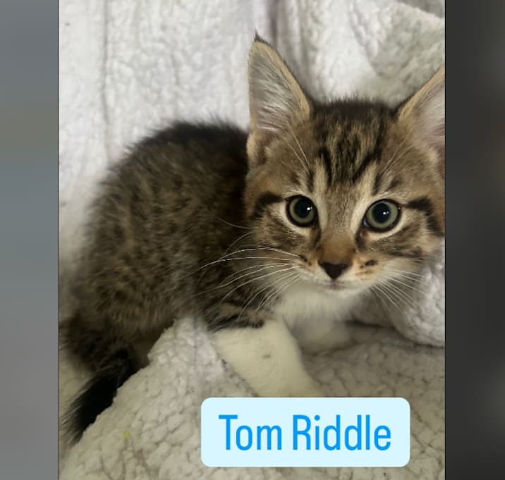 Photo of Tom Riddle