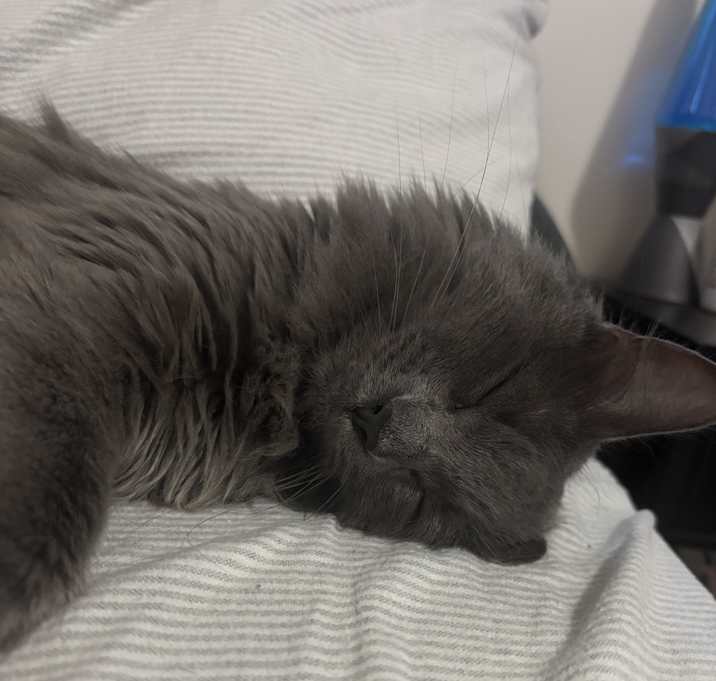 Photo of penelope