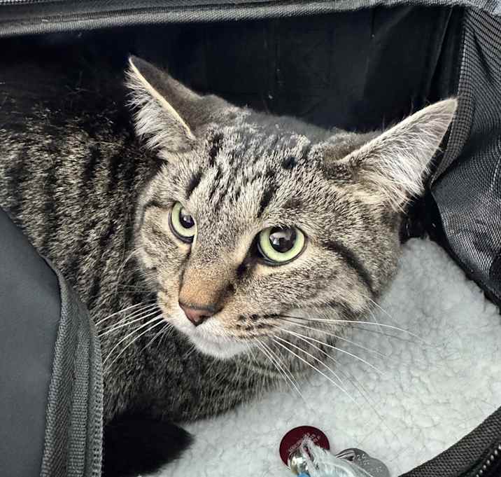 Photo of Elmer