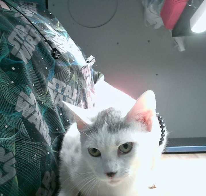 Photo of Daisy