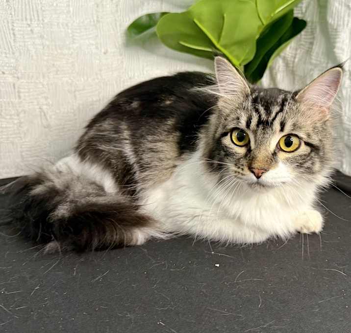 Photo of Pixie