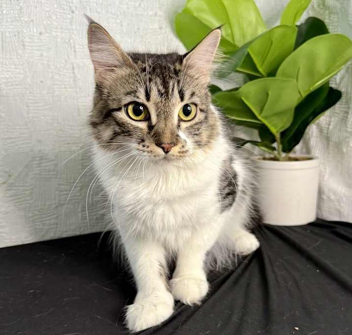 Photo of Mama Cat