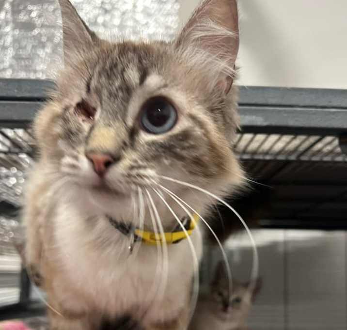Photo of Stella