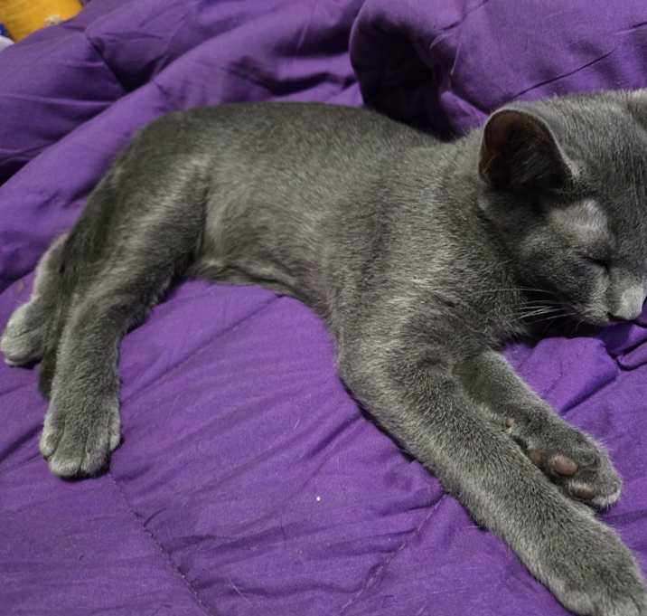 Photo of Dusty Rose