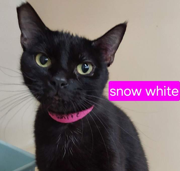 Photo of Snow White