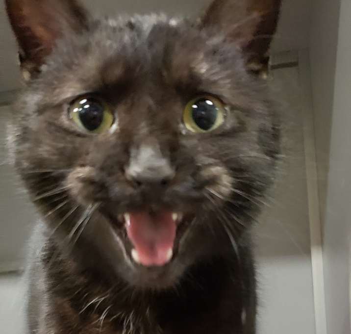 Photo of Onyx