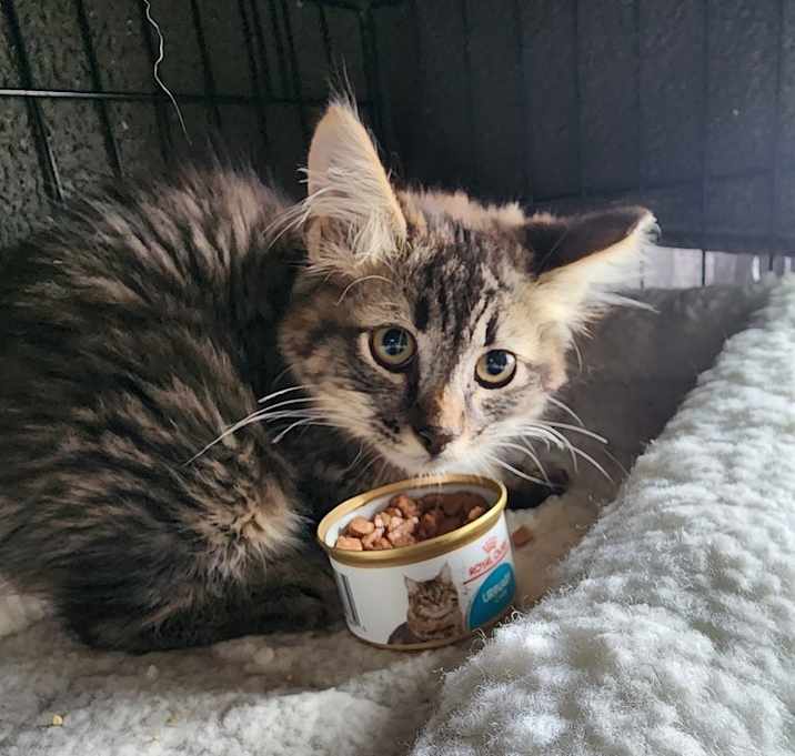 Photo of Meeny