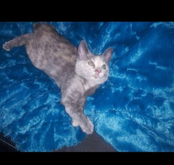Photo of Shadow