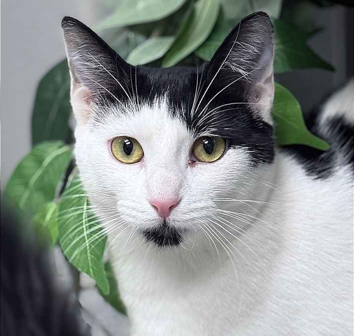 Photo of Mystique