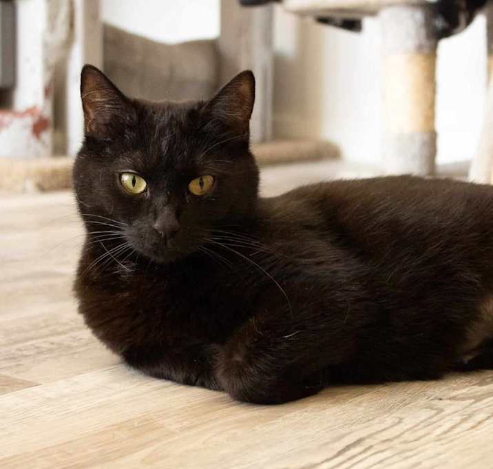 Photo of Espresso