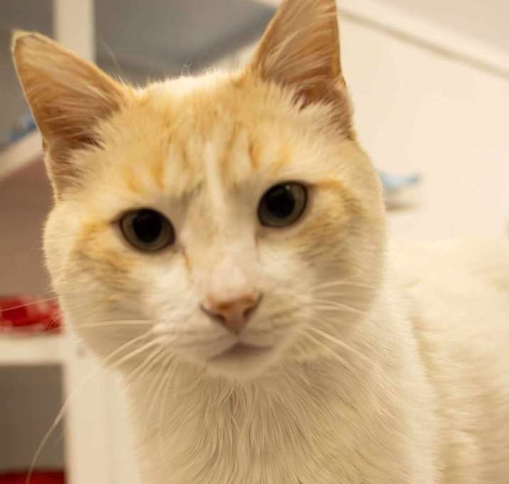 Photo of Topper