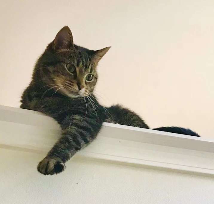 Photo of Poppy