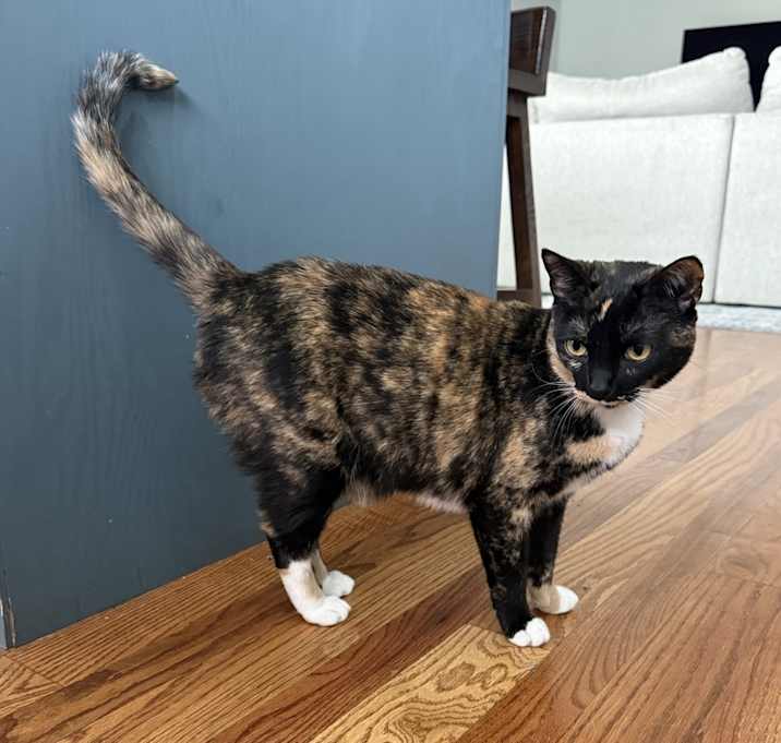 Photo of Kitty