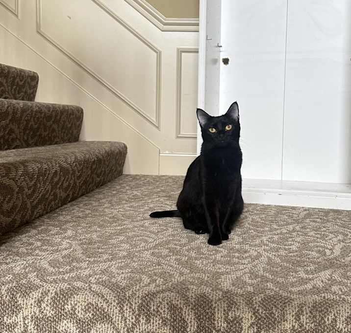 Photo of Suki