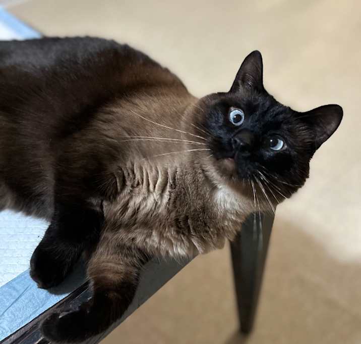 Photo of Phin