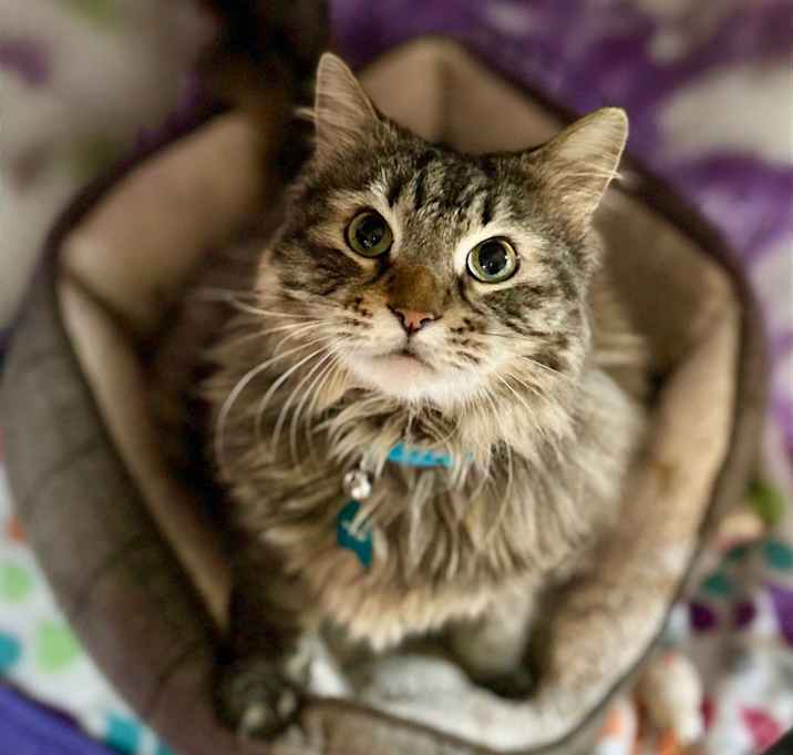 Photo of Stitch