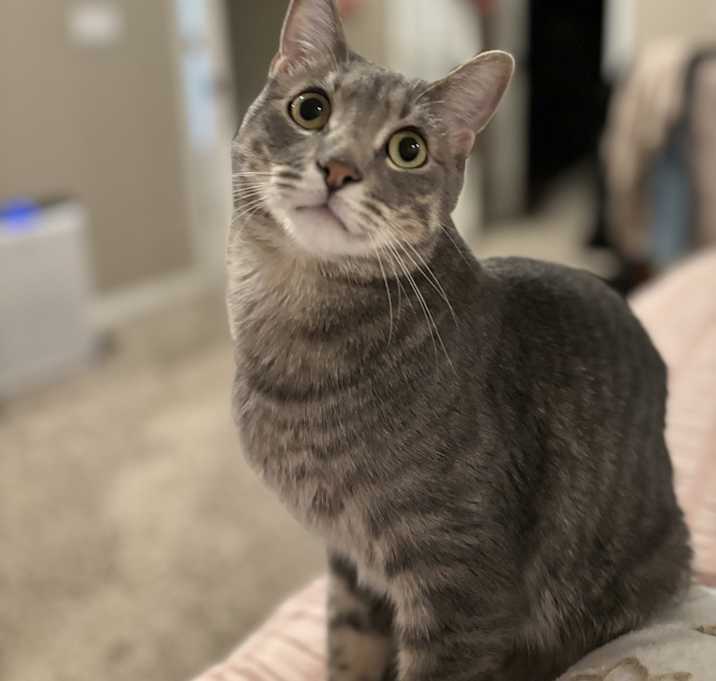 Photo of Fluffy