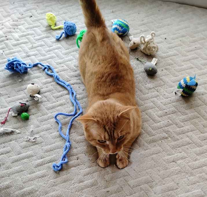 Photo of Tigger