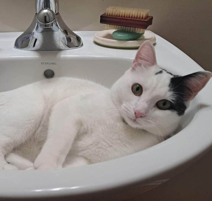 Photo of Mittens