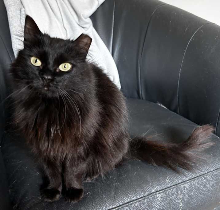 Photo of LITTLE CRITTER (LC)