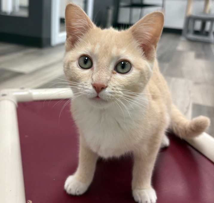 Photo of Clementine