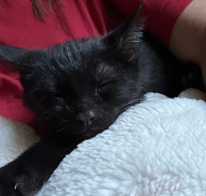 Photo of Goose