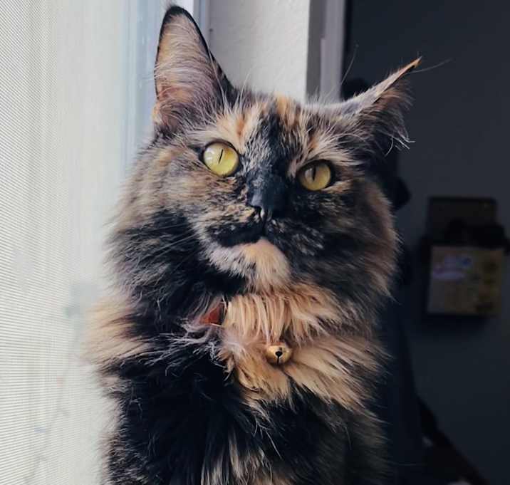 Photo of Jinx