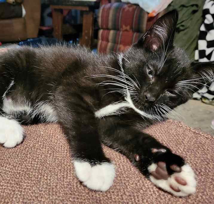 Photo of Lillith
