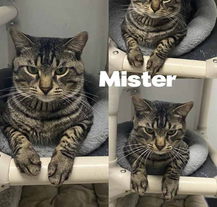 Photo of Mister