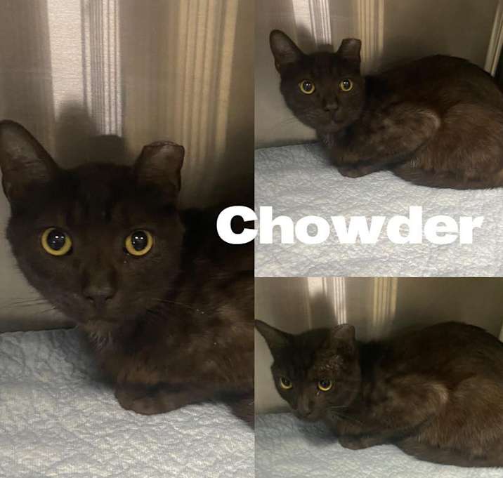 Photo of Chowder